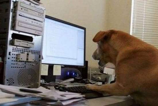 CEO